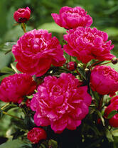 Без бренда «2KMB-4036» в Саранске