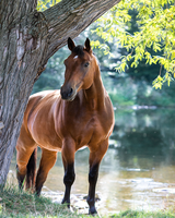 Без бренда «Лошадь у дерева» в Саранске