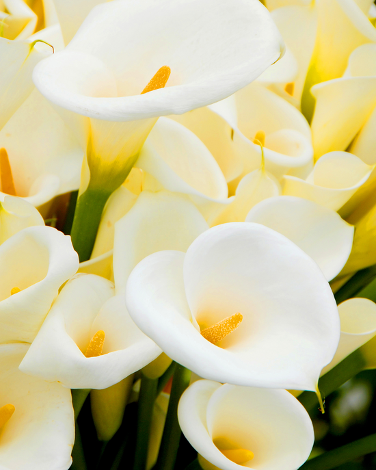 Алмазная мозаика 40x50 BOX20-2KMB-4579