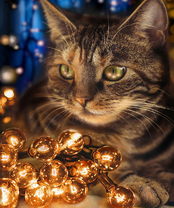 Без бренда «BOX40-2KXSB-0678» в Саранске