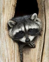 Без бренда «Енот в дупле» в Саранске