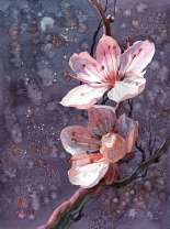 Цветение вишни