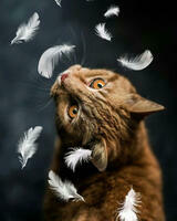 Без бренда «Кот среди перышек» в Саранске