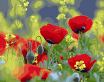 Красные маки на лугу