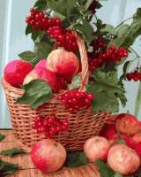 Без бренда «Плетёная корзина с калиной и яблоками» в Саранске в интернет-магазине  Без бренда «Плетёная корзина с калиной и яблоками» в Саранске