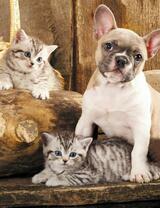 Без бренда «Милый щенок французского бульдога и два котёнка» в Саранске