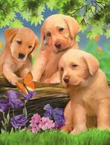 Три щеночка смотрят на бабочку