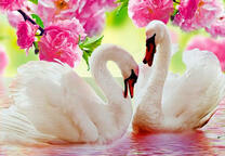 Пара лебедей на озере под цветущей сакурой