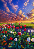 Без бренда «Поле тюльпанов под облачным небом» в Саранске в интернет-магазине  Без бренда «Поле тюльпанов под облачным небом» в Саранске